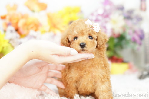 成約済の埼玉県のトイプードル-262719の1枚目