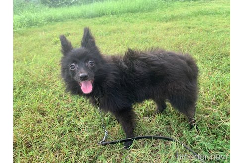 成約済の東京都のミックス犬-234749の24枚目