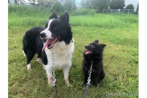成約済の東京都のミックス犬-234749の22枚目