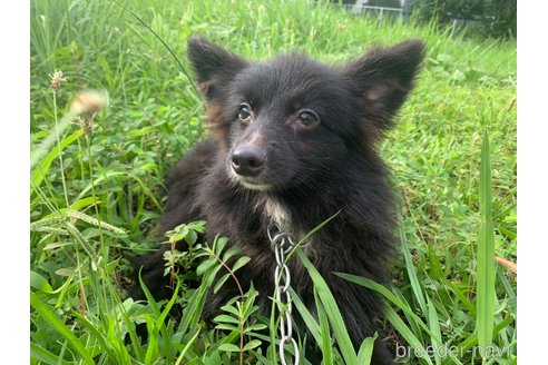 成約済の東京都のミックス犬-234766の14枚目