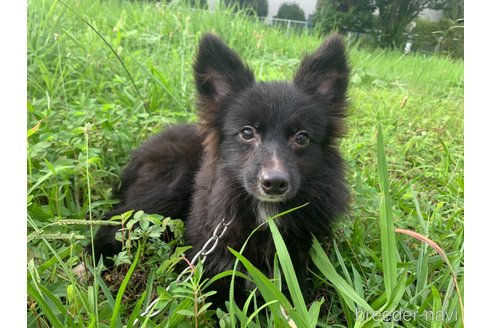 成約済の東京都のミックス犬-234766の10枚目