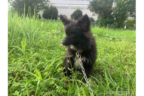 成約済の東京都のミックス犬-234766の11枚目