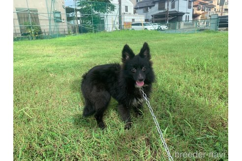 成約済の東京都のミックス犬-234766の12枚目