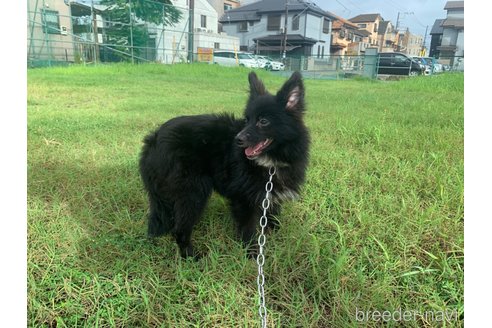 成約済の東京都のミックス犬-234766の13枚目