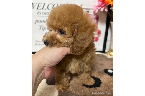 成約済の岡山県のタイニープードル-262789の21枚目
