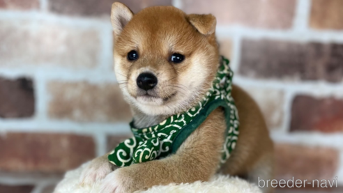 成約済の福岡県の豆柴-262792の1枚目