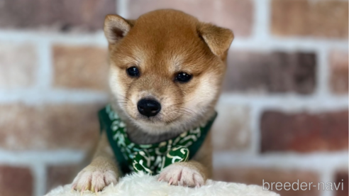 成約済の福岡県の豆柴-262792の3枚目