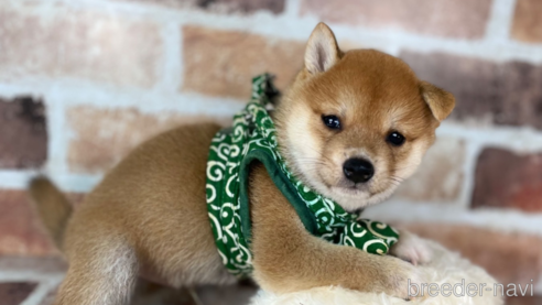 成約済の福岡県の豆柴-262792の2枚目