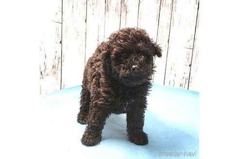 成約済の茨城県のミックス犬-261641の79枚目