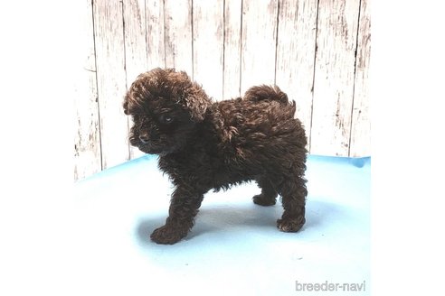 成約済の茨城県のミックス犬-261641の78枚目
