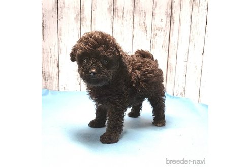 成約済の茨城県のミックス犬-261641の77枚目
