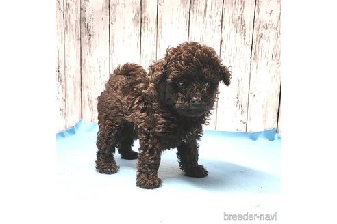 成約済の茨城県のミックス犬-261641の76枚目