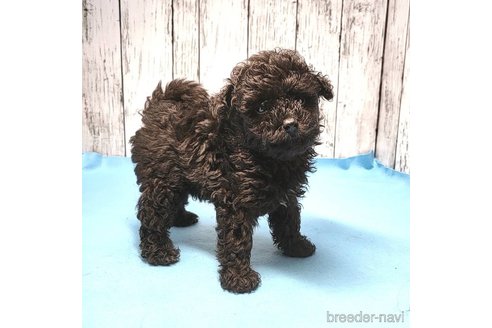 成約済の茨城県のミックス犬-261641の75枚目