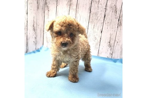 成約済の茨城県のミックス犬-261638の53枚目