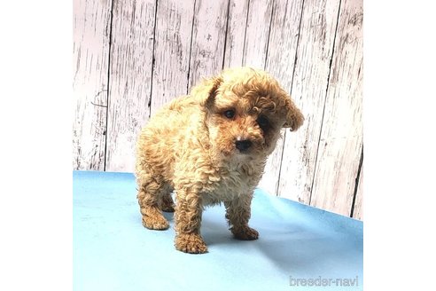 成約済の茨城県のミックス犬-261638の52枚目