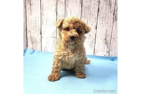 成約済の茨城県のミックス犬-261638の51枚目
