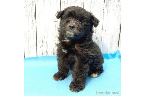 成約済の茨城県のミックス犬-261645の5枚目