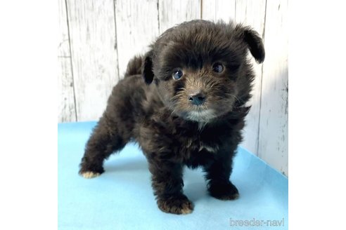 成約済の茨城県のミックス犬-261645の1枚目