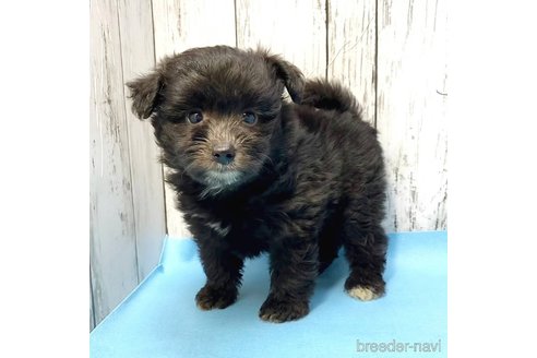 成約済の茨城県のミックス犬-261645の4枚目