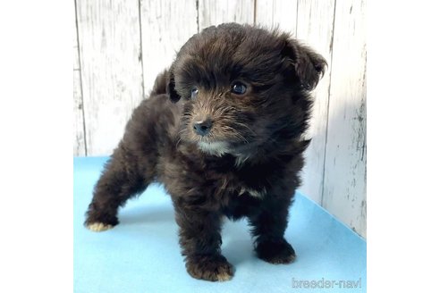 成約済の茨城県のミックス犬-261645の2枚目