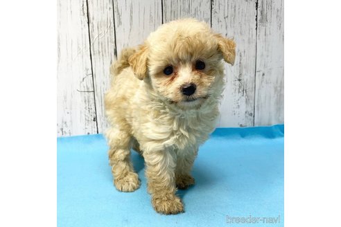 成約済の茨城県のミックス犬-261643の70枚目