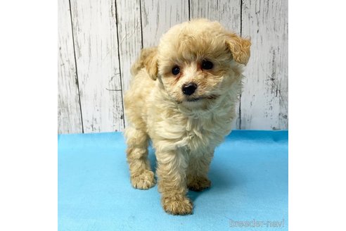 成約済の茨城県のミックス犬-261643の68枚目