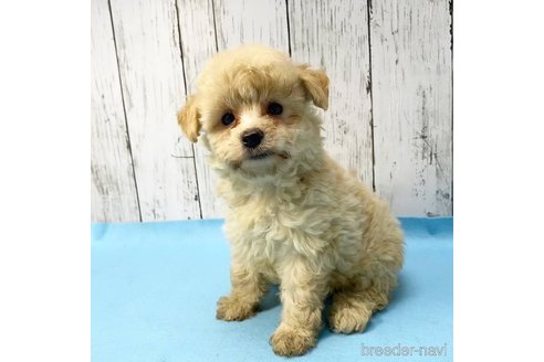 成約済の茨城県のミックス犬-261643の69枚目