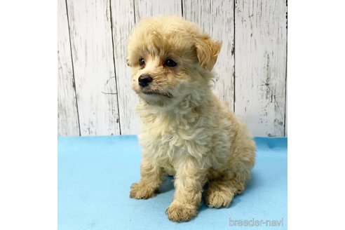 成約済の茨城県のミックス犬-261643の67枚目