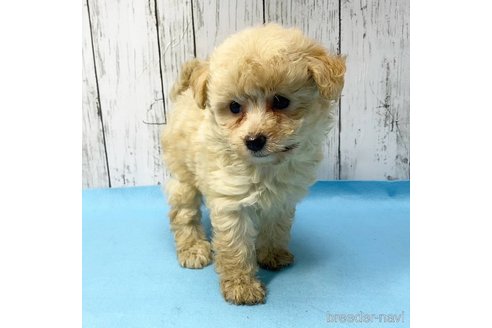 成約済の茨城県のミックス犬-261643の66枚目