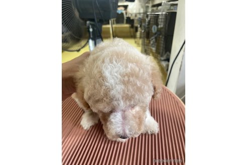 成約済の埼玉県のトイプードル-256091の27枚目