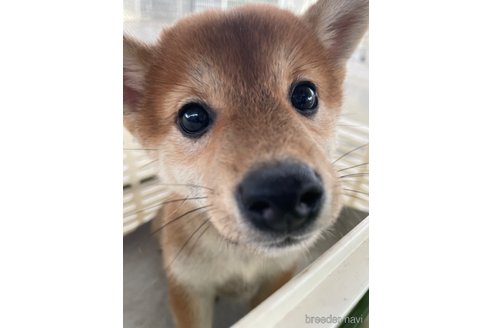 販売中の千葉県の柴犬-262828
