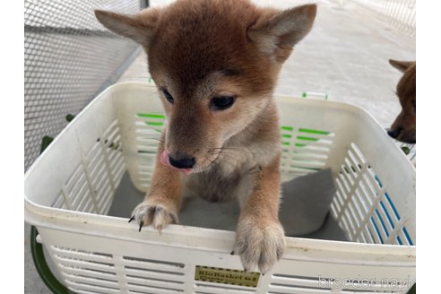 成約済の千葉県の柴犬-262829の3枚目