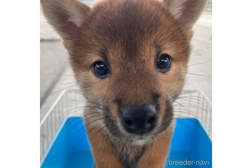 販売中の千葉県の柴犬-262830