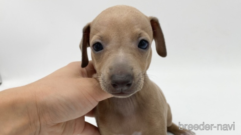 成約済の愛知県のイタリアングレーハウンド(イタグレ)-262855の1枚目