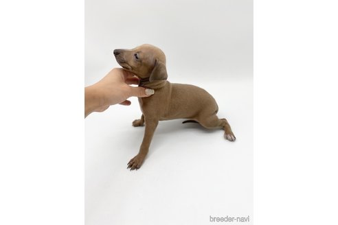 成約済の愛知県のイタリアングレーハウンド(イタグレ)-262855の3枚目