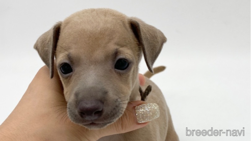 成約済の愛知県のイタリアングレーハウンド(イタグレ)-262863