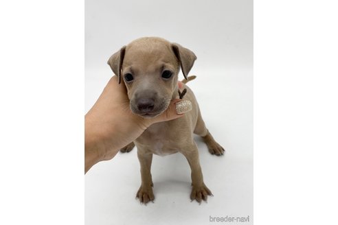 成約済の愛知県のイタリアングレーハウンド(イタグレ)-262863の2枚目