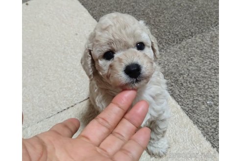 成約済の愛知県のタイニープードル-261558の4枚目