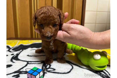 成約済の大阪府のタイニープードル-262887の14枚目