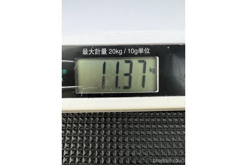 成約済の千葉県のスタンダードプードル-237594の4枚目