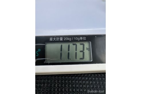 成約済の千葉県のスタンダードプードル-237587の5枚目