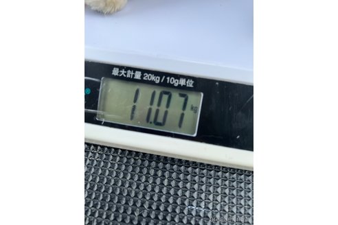 成約済の千葉県のスタンダードプードル-237585の2枚目