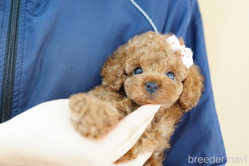 成約済の埼玉県のトイプードル-262920の4枚目