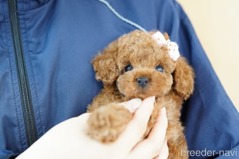 成約済の埼玉県のトイプードル-262920の3枚目