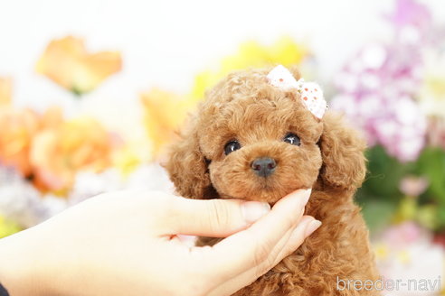 成約済の埼玉県のトイプードル-262920の1枚目