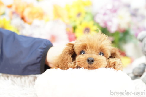 成約済の埼玉県のミックス犬-262931の4枚目