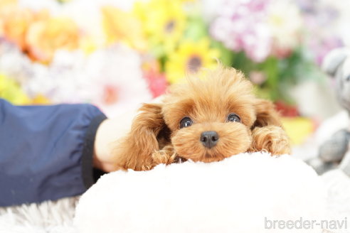 成約済の埼玉県のミックス犬-262931の3枚目