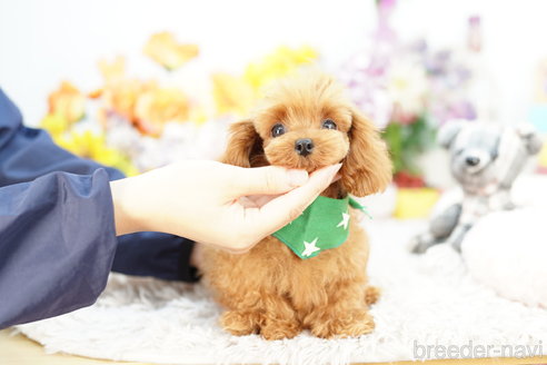 成約済の埼玉県のミックス犬-262931の2枚目