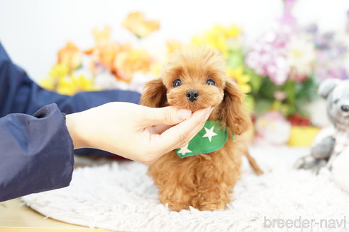 成約済の埼玉県のミックス犬-262931の1枚目