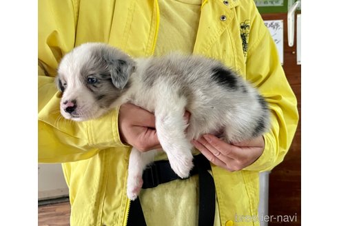 成約済の長野県のボーダーコリー-262943の6枚目